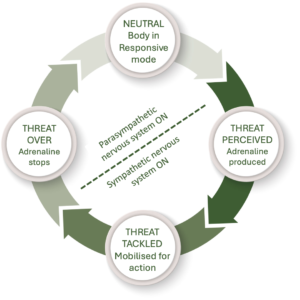 Our natural stress cycle
