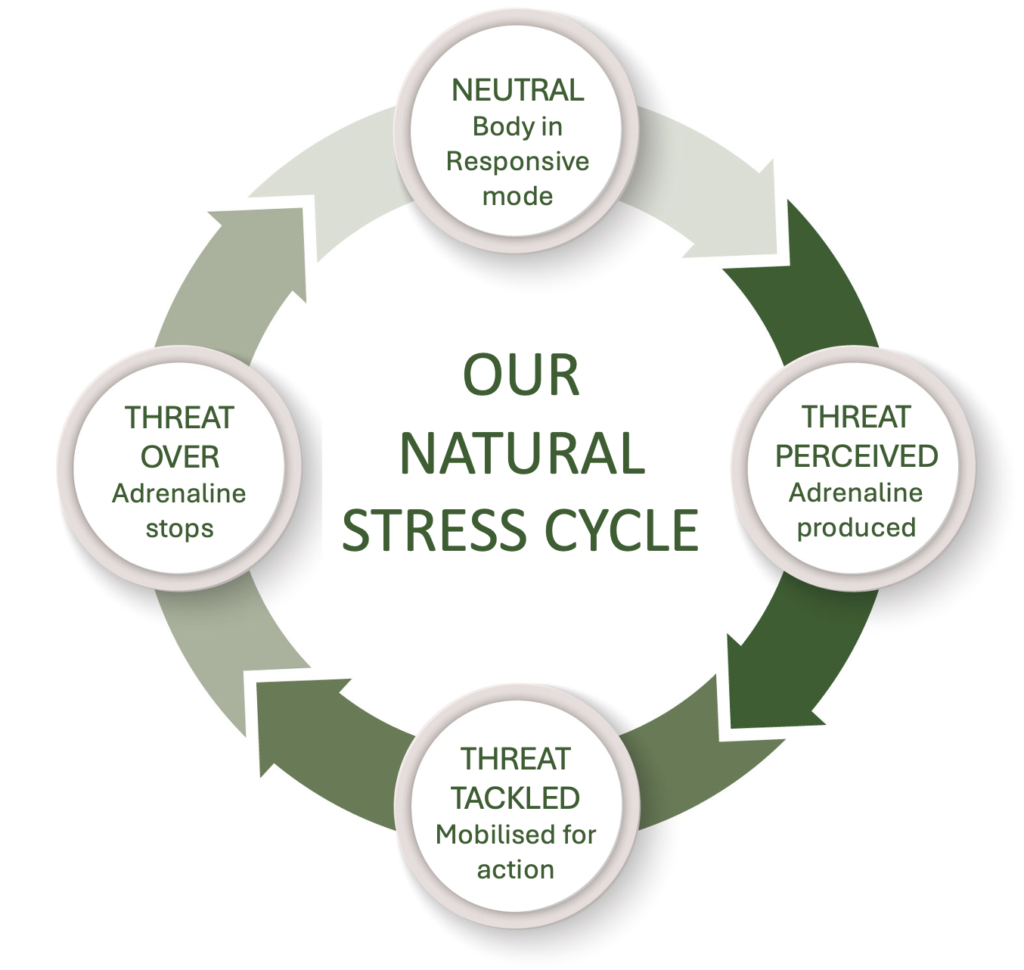 Our natural stress cycle